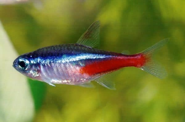 Неон рыбка читайте статью