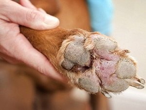 васкулит у собак на лапах