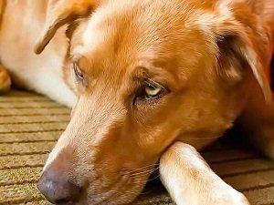 глисты у собаки