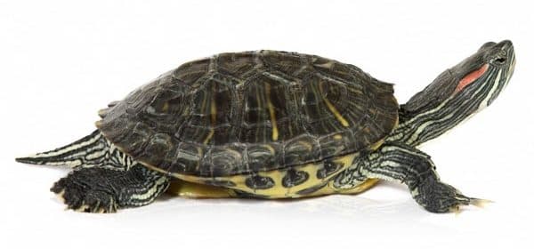 Красноухая черепаха. Содержание, фото, видео, совместимость и разведение.