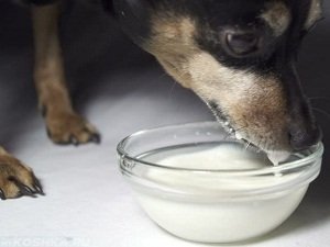 короновирусный энтерит у собак