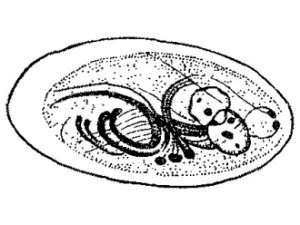 Циста лямблии