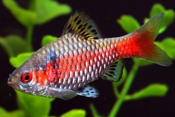 Алый барбус рыбка