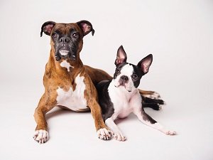 купирование ушей у цвергпинчера