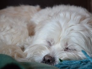 гаванский бишон