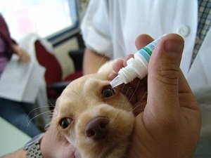 у собаки гноятся глаза как лечить