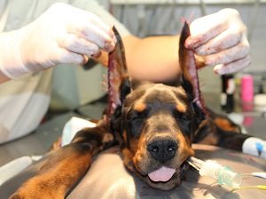 купирование ушей той терьер