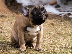 перхоть у собаки