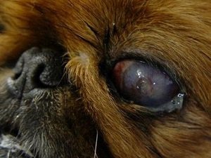 конъюнктивит у собаки фото