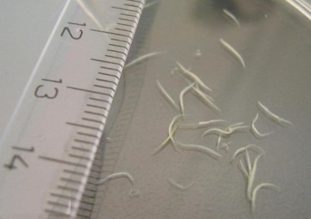 Фото: острицы