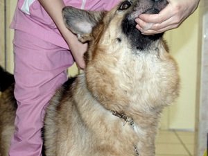 гипертиреоз собак лечение