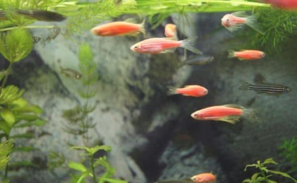 Данио розовый размножение