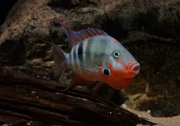 Цихлазома Меека условия содержания