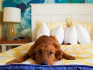 собака писает на кровать что делать