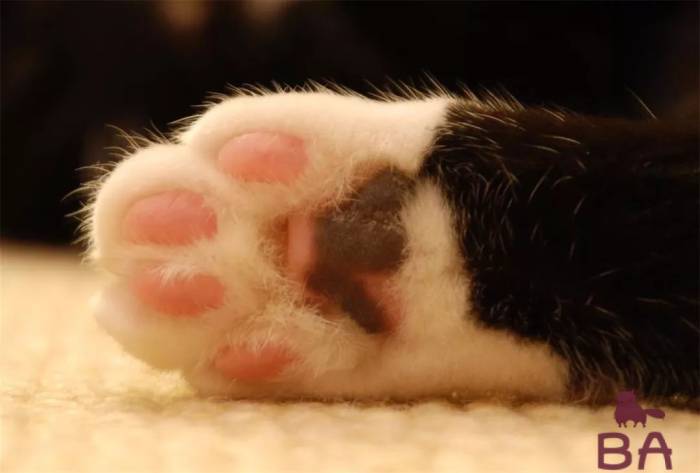 Удаление когтей у кошек: стоимость и реабилитационный период