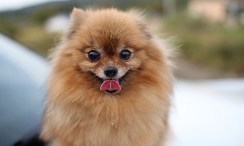 итальянский шпиц вольпино