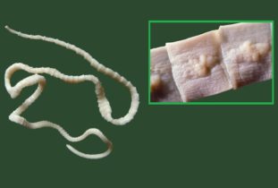 Фото: широкий лентец