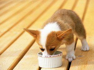 каша для собаки как приготовить