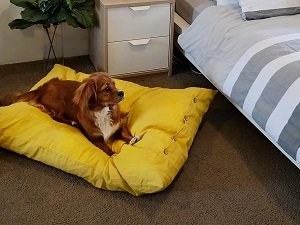 почему собака писает на кровать