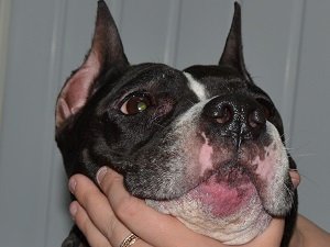 пиодермия у собак лечение