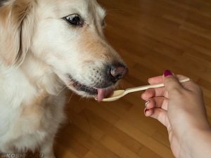 у собаки постоянно урчит в животе