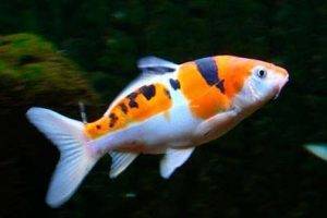 Подробнее о создании условий для жизни декоративных карпов: