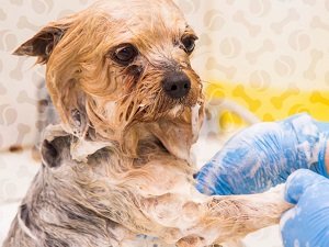 как мыть собаку видео