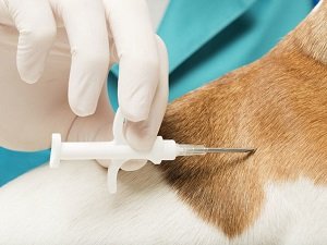 сколько стоит чипирование собаки