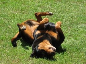 у собаки пена изо рта и судороги