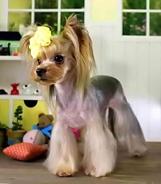 корейская стрижка йорка девочки