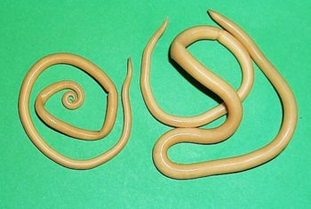 Фото: аскариды