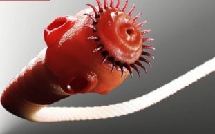 Симптомы наличия паразитов в организме человека