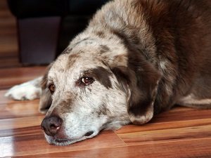 хламидиоз у собаки передается человеку