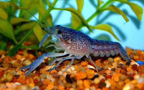 Голубой кубинский рак описание