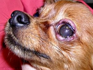 гноятся глаза у собаки причины
