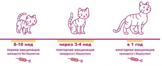 схема вакцинации котят
