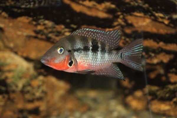 Цихлазома Меека описание