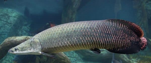 Арапайма читайте статью