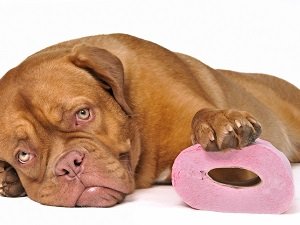 кровавый понос и рвота у собаки