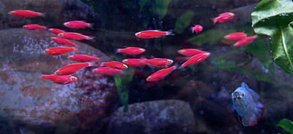 Данио розовый условия содержания