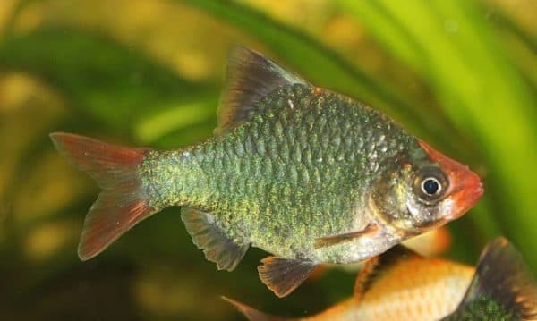Мшистый барбус размножение