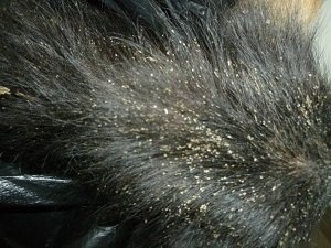 бывают ли вши у собак