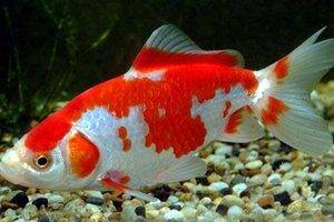 Описание рыбки и где встречаются рыбы Карп кои?