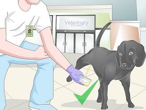 общий анализ мочи у собак