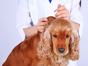 кавалер кинг чарльз спаниель описание породы характер