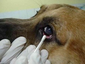 конъюнктивит у собак