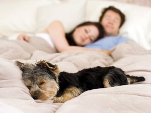 собака писает на кровать