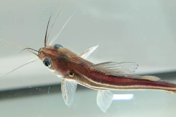 Мистус полосатый на фото