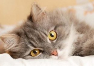 Источники кошачьего хламидиоза, его влияние на организм кошки и способы лечения