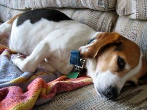 метеоризм у собак причины и лечение